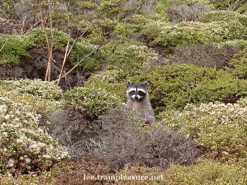 Photo showing a racoon peering out from bushes