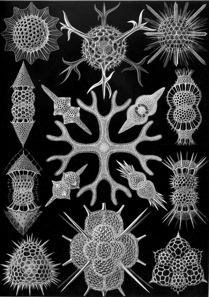 black and white images of microscopic radiolarian, all kinds of spiky shapes.
