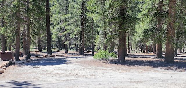 Photo of a grove of pine trees with a gravel road in the front.